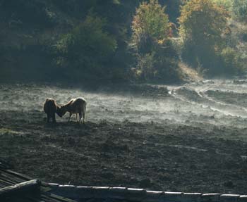 morning mist in gezan